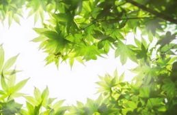 立春2025双春年不一般，3个不一般之处，分别指啥？下一次在2085年